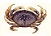 crab