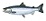 COHO SALMON