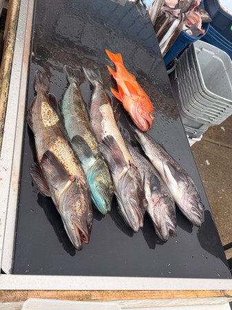 tuna fishing charter