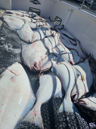 tuna fishing charter