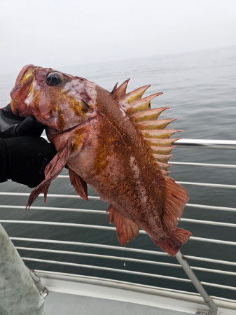 tuna fishing charter