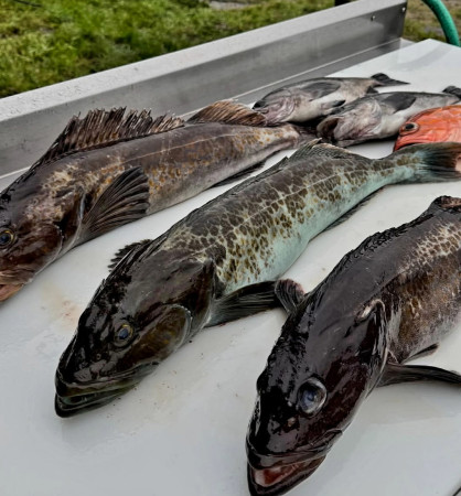 tuna fishing charter