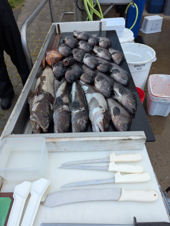 tuna fishing charter