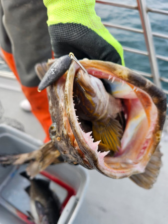 tuna fishing charter