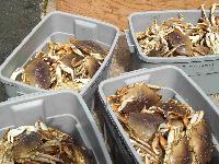 Whale Watching Depoe Bay Dungeness Crab