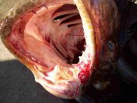 Whale Watching Depoe Bay What Nice Teeth You Have