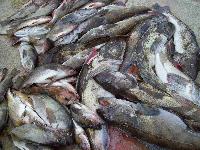 Whale Watching Depoe Bay 