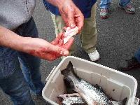Whale Watching Depoe Bay Salmon Were Eating These Squid