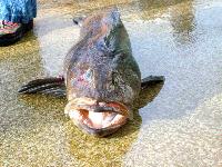Whale Watching Depoe Bay 