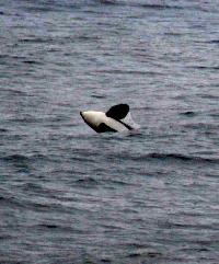 Whale Watching Depoe Bay 