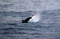 Whale Watching Depoe Bay 