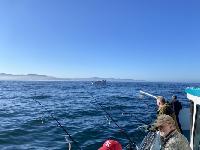 Whale Watching Depoe Bay 