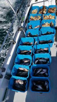 Whale Watching Depoe Bay 