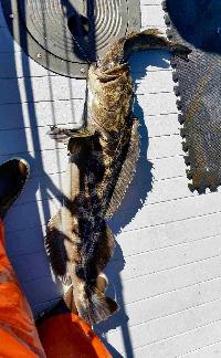 Whale Watching Depoe Bay BIG FISH EAT LITTLE FISH