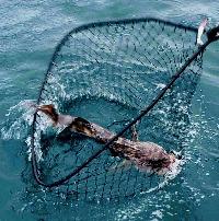 Whale Watching Depoe Bay 