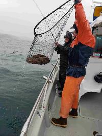 Whale Watching Depoe Bay 