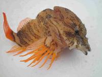 Whale Watching Depoe Bay GRUNT SCULPIN