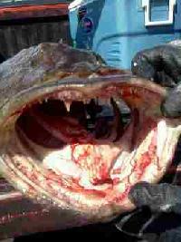 Whale Watching Depoe Bay Bite Me