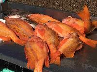 Whale Watching Depoe Bay RESULTS FROM LONG LEADER FISHING