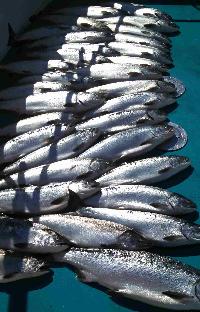 Whale Watching Depoe Bay 