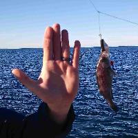 Whale Watching Depoe Bay 