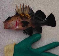 Whale Watching Depoe Bay In The Beginning 