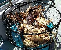 Whale Watching Depoe Bay 