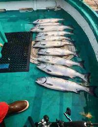 Whale Watching Depoe Bay 