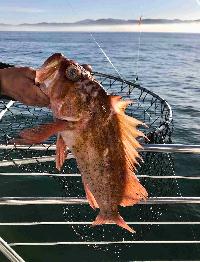 Whale Watching Depoe Bay 