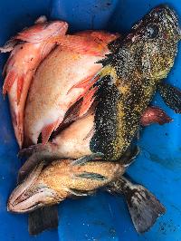 Whale Watching Depoe Bay 