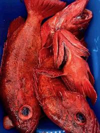 Whale Watching Depoe Bay 