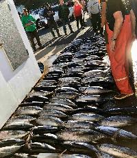 Whale Watching Depoe Bay 