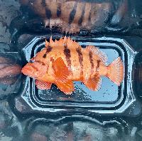 Whale Watching Depoe Bay TIGER STRIPE ROCKFISH