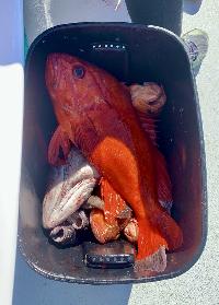 Whale Watching Depoe Bay 