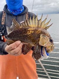 Whale Watching Depoe Bay SHORT TAIL QUILLBACK