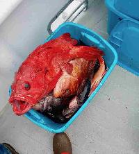 Whale Watching Depoe Bay 