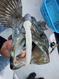 Whale Watching Depoe Bay 