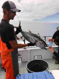 Whale Watching Depoe Bay BLUE FIN TUNA