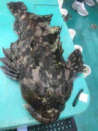 Whale Watching Depoe Bay EPIC CABEZON