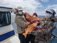 Whale Watching Depoe Bay 