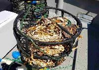 Whale Watching Depoe Bay 