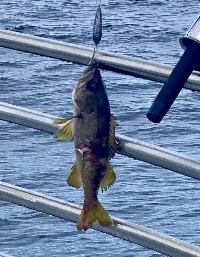 Whale Watching Depoe Bay 