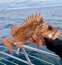 Whale Watching Depoe Bay 