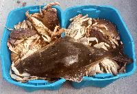 Whale Watching Depoe Bay 