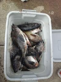 Whale Watching Depoe Bay 