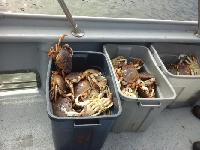 Whale Watching Depoe Bay 