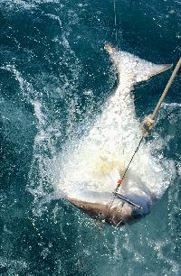 Whale Watching Depoe Bay HALIBUT COMING ABOARD