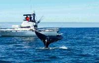 Whale Watching Depoe Bay 