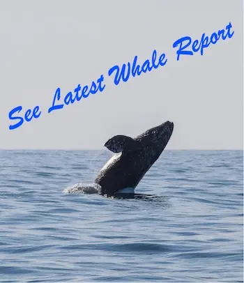 Depoe Bay Whale Watching
