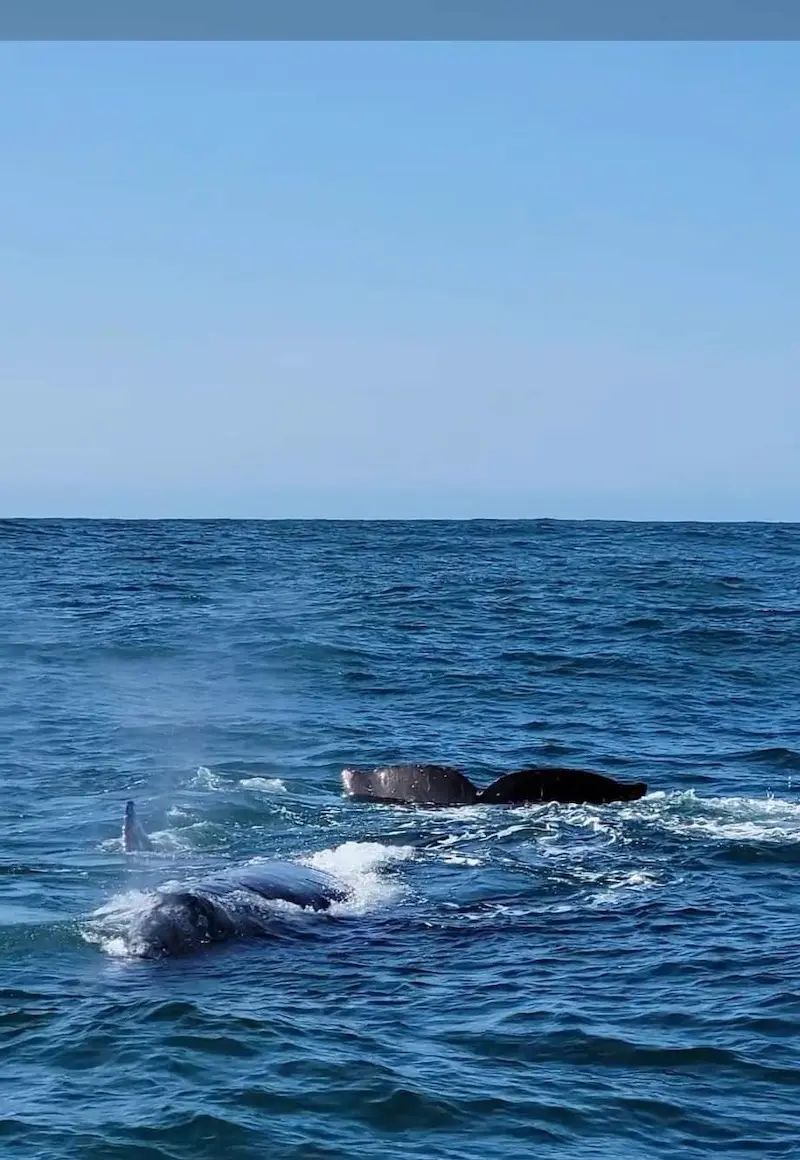Depoe Bay Whale Watching